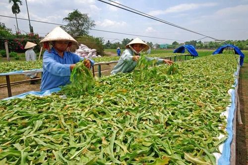 Bộ Y tế đang lấy ý kiến dự thảo Thông tư về hướng dẫn phương pháp chế biến dược liệu