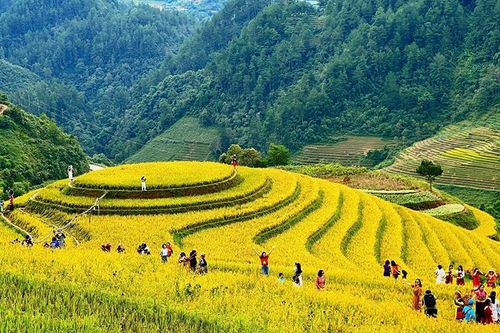 Đưa du lịch ruộng bậc thang trở thành sản phẩm đặc thù của Tây Bắc