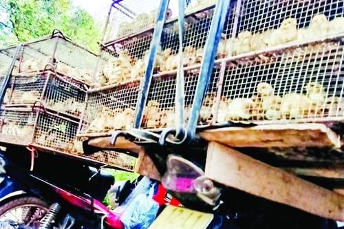 Xử lý tận gốc nạn nhập lậu gia cầm