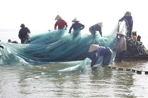 Sôi động mùa cá ngảng