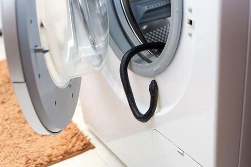 Đang dọn nhà, rụng rời đối diện 'quái thú' trong máy giặt