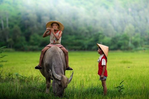 Thong dong trên cánh đồng