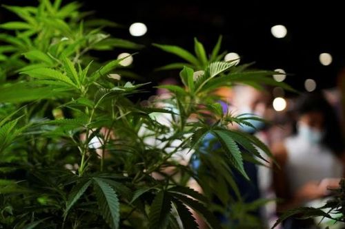 Hơn 60 học sinh ở Jamaica nhập viện sau khi ăn kẹo cần sa