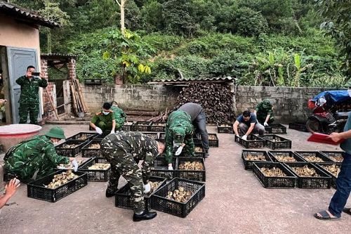 Phát hiện, thu giữ gần 5.000 gà con giống nhập lậu trong một nhà kho
