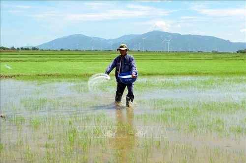 Hướng đi đầy triển vọng từ sản xuất lúa hữu cơ