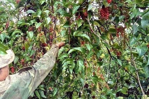 Xuyên rừng hái 'lộc trời' ngũ vị tử