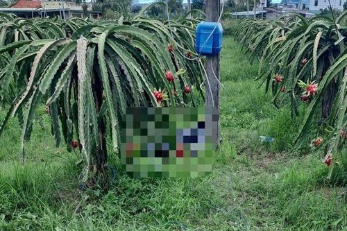 Bình Thuận: Kéo điện thanh long để chong đèn, 1 người bị giật tử vong
