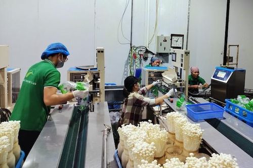 Cần có chính sách đột phá để doanh nghiệp 'mặn mà' với nông nghiệp công nghệ cao