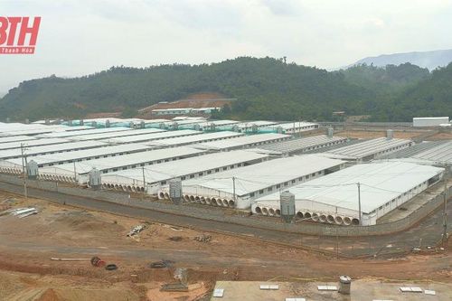 Lang Chánh: Người dân bức xúc vì trại lợn gây ô nhiễm