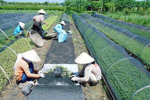 Chợ Mới thu hút đầu tư vào nông nghiệp, du lịch, thương mại