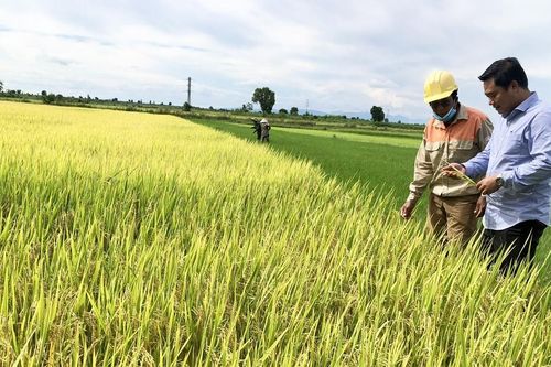 Ia Pa hỗ trợ nông dân liên kết sản xuất lúa chất lượng cao