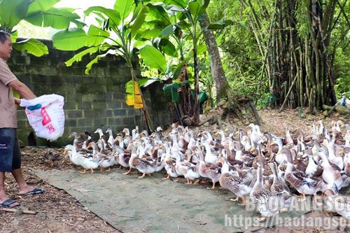 Chăn nuôi vịt thương phẩm: Mô hình kinh tế hiệu quả ở Tràng Định