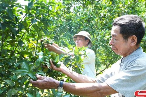 Phù Yên chuyển đổi sản xuất gắn với giảm nghèo bền vững