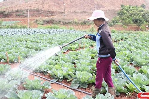 Đảm bảo các điều kiện sản xuất vụ đông xuân