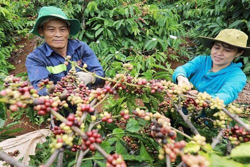 EU cấm hàng hóa xuất xứ từ phá rừng: Biến khó khăn, thách thức thành cơ hội