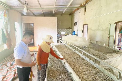 Gia Lai: Chuyển đổi cây trồng, liên kết sản xuất vươn lên thoát nợ, làm giàu (Bài 1)