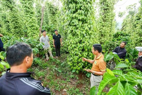 Đắk Nông: Ứng dụng khoa học công nghệ, sản xuất theo chuỗi giá trị trong phát triển nông nghiệp