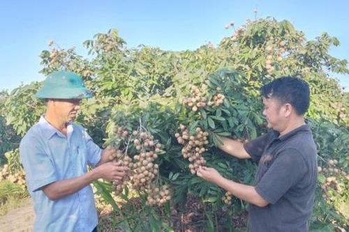 Mỗi năm thu nghìn tấn trái cây, nông dân Tiên Lữ ngày càng giàu lên