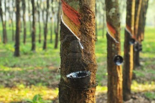Cao su Đồng Phú phát hành xong hơn 43 triệu cổ phiếu