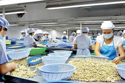 9 tháng qua, hạt điều xuất khẩu ước đạt 2,6 tỷ USD