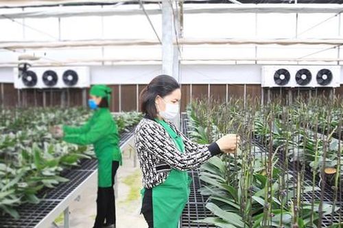 Hà Nội tổ chức tái cơ cấu ngành trồng trọt: Nâng cao hiệu quả sử dụng đất
