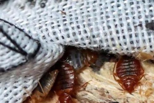 Pháp sẽ họp khẩn để chống 'cuộc khủng hoảng rệp'