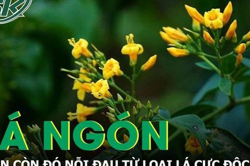 Vẫn còn nỗi đau từ lá ngón