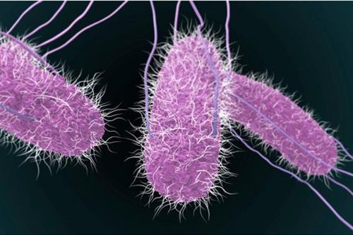 Ngộ độc thực phẩm tiệc trung thu tại chung cư Palm Heights: Có 2 trẻ người Nga bị nhiễm vi khuẩn Salmonella spp