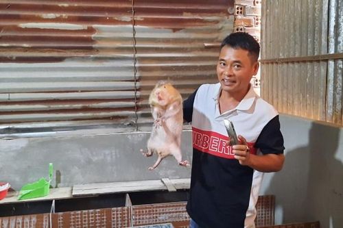 Nuôi dúi, làm chơi...giàu thật