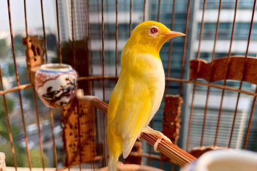 Bí mật loài chim 'quý tộc' nửa tỷ khiến đại gia mê mẩn