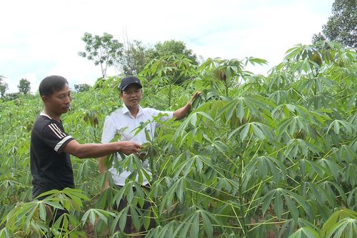 Cây thoát nghèo của bà con Vân Kiều ở vùng biên Quảng Trị