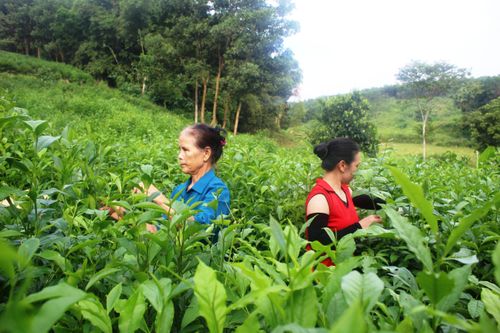 Phát triển cây chè, giúp đồng bào thoát nghèo bền vững