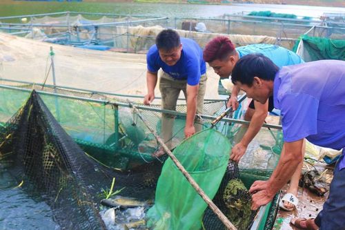 Khấm khá nhờ nuôi cá lồng trên lòng hồ Sông Đà