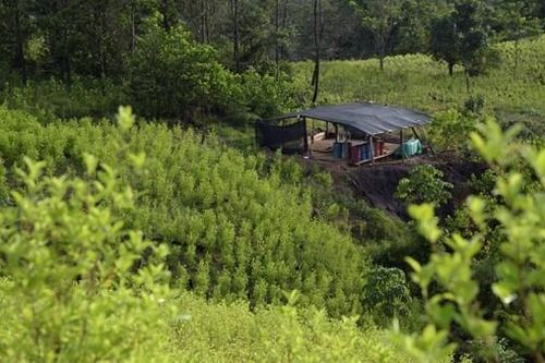 Colombia trình làng chiến lược quốc gia chống ma túy, lấy người dân làm trung tâm