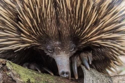 Australia phát hiện mới về loài thú lông nhím mỏ ngắn đẻ trứng độc đáo nhất thế giới