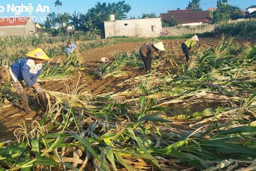 Nông dân Nghệ An phải thu hoạch ngô non bán sau mưa lụt