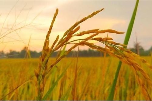 Chiều Sóc Sơn