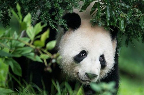 Lý do lần đầu tiên trong 50 năm nước Mỹ không có gấu trúc