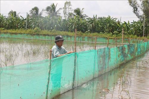 Tăng thu nhập từ mô hình sinh kế mùa nước nổi