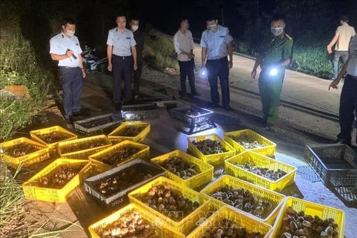 Liên tiếp thu giữ số lượng lớn gia cầm giống nhập lậu