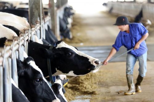 'Hành trang' lên sàn HoSE của Mộc Châu Milk