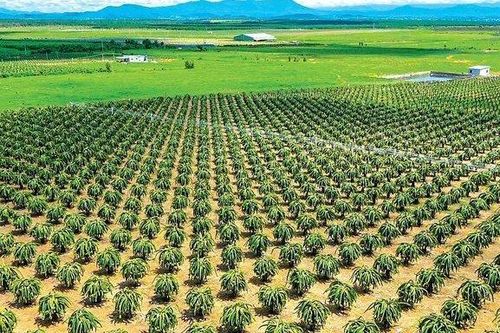 Cử tri 2 xã huyện Hàm Thuận Nam kiến nghị về đầu ra cho cây thanh long