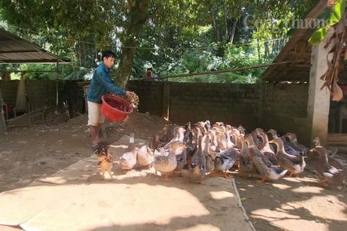 Thanh Hóa: Thương hiệu vịt Cổ Lũng giúp người dân vùng Bá Thước nâng cao thu nhập