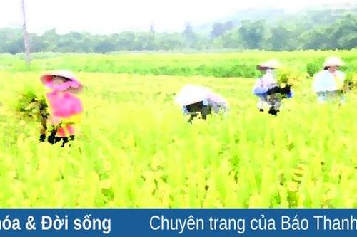 Gặt lúa mùa thu