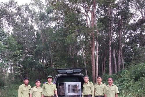 Di dời thành công đàn khỉ vàng quý hiếm từ đảo Hòn Trà về Vườn Quốc gia Kon Ka Kinh