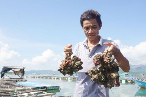 Thủy sản nuôi bị chết bất thường