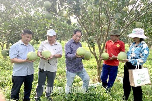 Tọa đàm 'Giải pháp liên kết sản xuất và tiêu thụ sản phẩm trồng trọt hữu cơ'