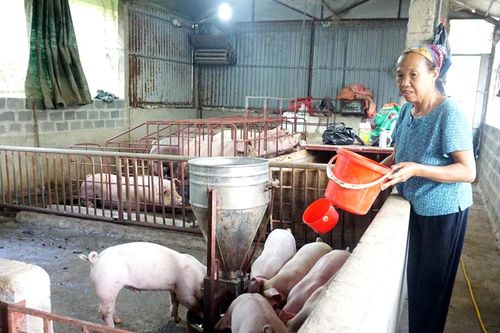 Sản lượng thịt hơi xuất chuồng tăng 4,2%