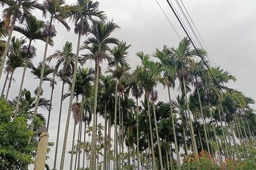 HTX nâng giá trị cây cau bản địa giúp người dân Tiên Phước vươn lên làm giàu