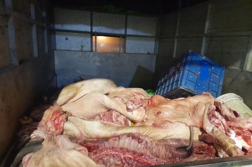 Hơn 1,3 tấn thịt lợn bốc mùi ôi thiu, có dấu hiệu phân hủy được lén lút vận chuyển đi tiêu thụ